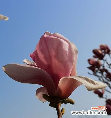 探寻黄玉兰花的美丽内涵与文化象征 黄玉兰花的寓意与象征——生命的坚强与纯洁