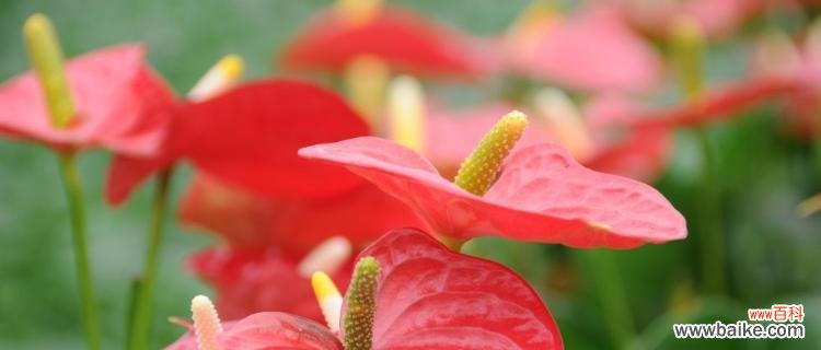 传承千年的美丽传说 火鹤花的寓意与象征