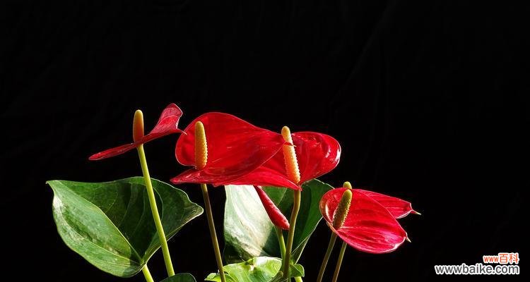 追寻生命的奇迹——以火鹤花的花语为主题的探索 火鹤花