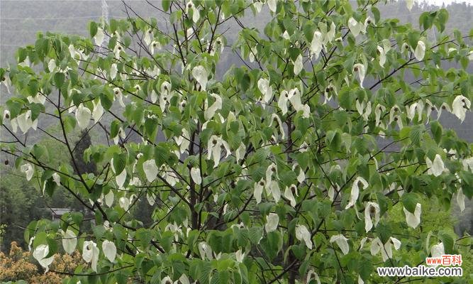 揭示活化石植物的代表意义,探寻生命的奇迹 活化石植物