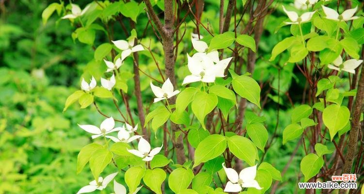 揭示活化石植物的代表意义,探寻生命的奇迹 活化石植物