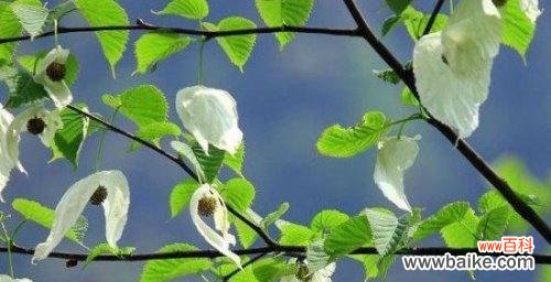 揭示活化石植物的代表意义,探寻生命的奇迹 活化石植物