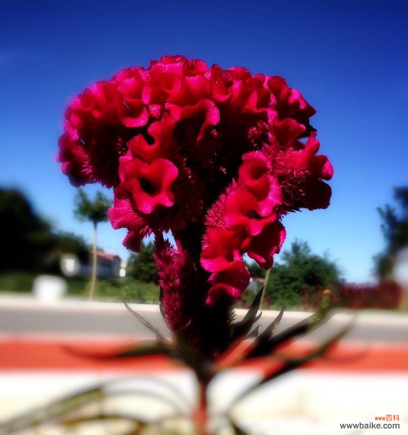 揭示鸡冠花的丰富含义,领悟花语传达的情感 以鸡冠花的花语为主题的文章