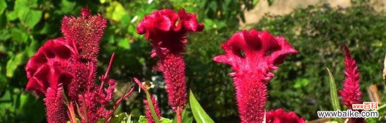 揭示鸡冠花的丰富含义,领悟花语传达的情感 以鸡冠花的花语为主题的文章