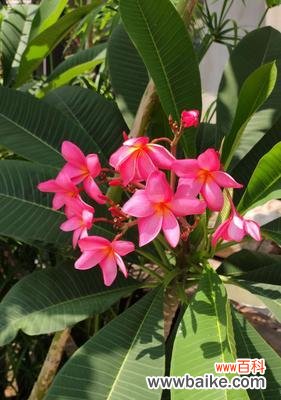 传递美好情感的花朵之语 鸡蛋花的花语