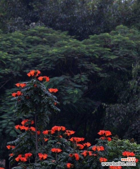 点燃希望的神奇木材和它的传奇故事 火焰木传说