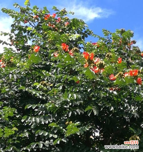 点燃希望的神奇木材和它的传奇故事 火焰木传说