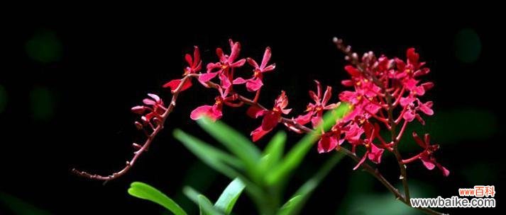 揭秘火焰兰的花语之谜 火焰兰花语的文化背景