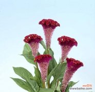 探寻鸡冠花的神奇与意义 鸡冠花