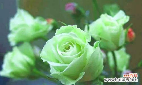 探索玫瑰的深意,解读花朵的秘密语言 玫瑰的含义与象征——花语探秘