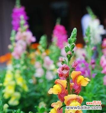 花开于心,生生不息 姬金鱼草花语