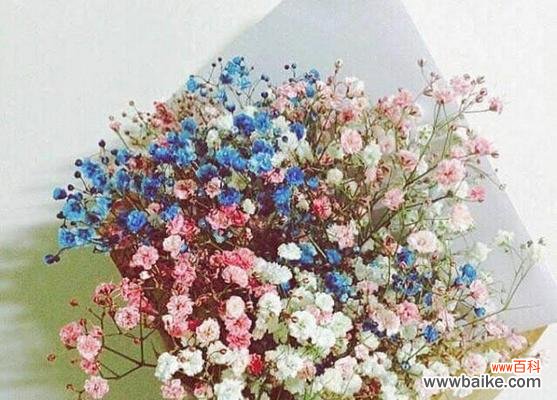 以不同颜色满天星花语 缤纷满天星花语