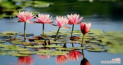 以不同颜色的睡莲品味生活的奥秘 探寻睡莲花语的多彩意义