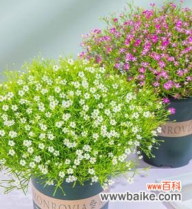 以不同颜色满天星的花语为主题的探索 满天星花语的七彩缤纷