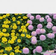 以不同颜色乒乓菊花传递心意的魅力 《绚丽多彩的乒乓菊花语》