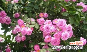 不同颜色的蔷薇赋予生命不同的意义 花开色彩缤纷蔷薇蕴含的花语