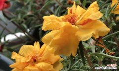 以太阳花颜色为线索 太阳花的花语与不同颜色的意义