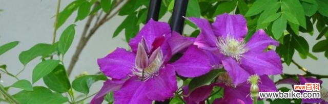 揭开铁线莲花语的神秘面纱 铁线莲花语与不同颜色的寓意