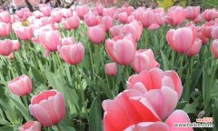 探索不同颜色郁金香的含义与象征 郁金香花语之色彩世界