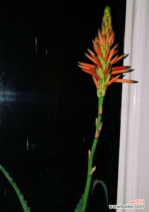 揭开不夜城芦荟开花的寓意和美妙 不夜城芦荟的奇迹之花