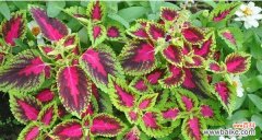 彩叶草花语解读及其美丽背后的秘密 彩叶草开花的花语与寓意——幸福与希望的象征