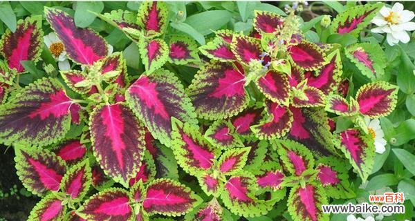 彩叶草花语解读及其美丽背后的秘密 彩叶草开花的花语与寓意——幸福与希望的象征