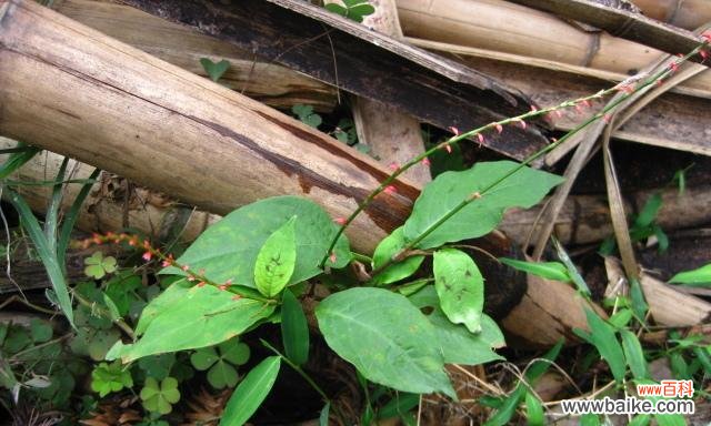了解草本植物 草本植物的种类及意义