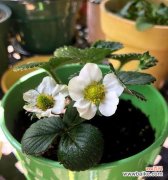 草莓花的美丽与神秘 草莓花的象征意义与传说