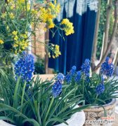 探寻侧柏花的花语和寓意 侧柏花开之美——花语与寓意