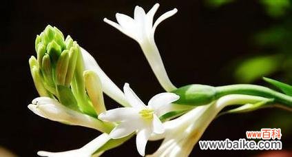 梨花的花语离别的诗句有哪些？