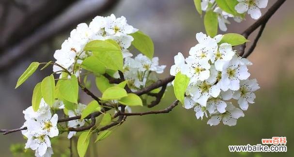 梨花的花语离别的诗句有哪些？