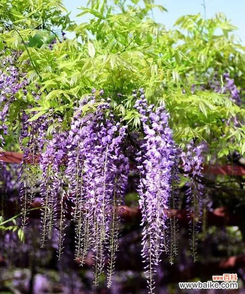 梨花的花语离别的诗句有哪些？