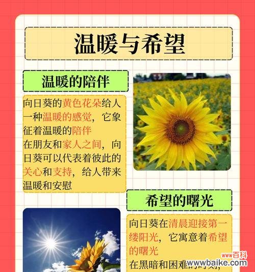 天然气象征着什么花语？它有何寓意？