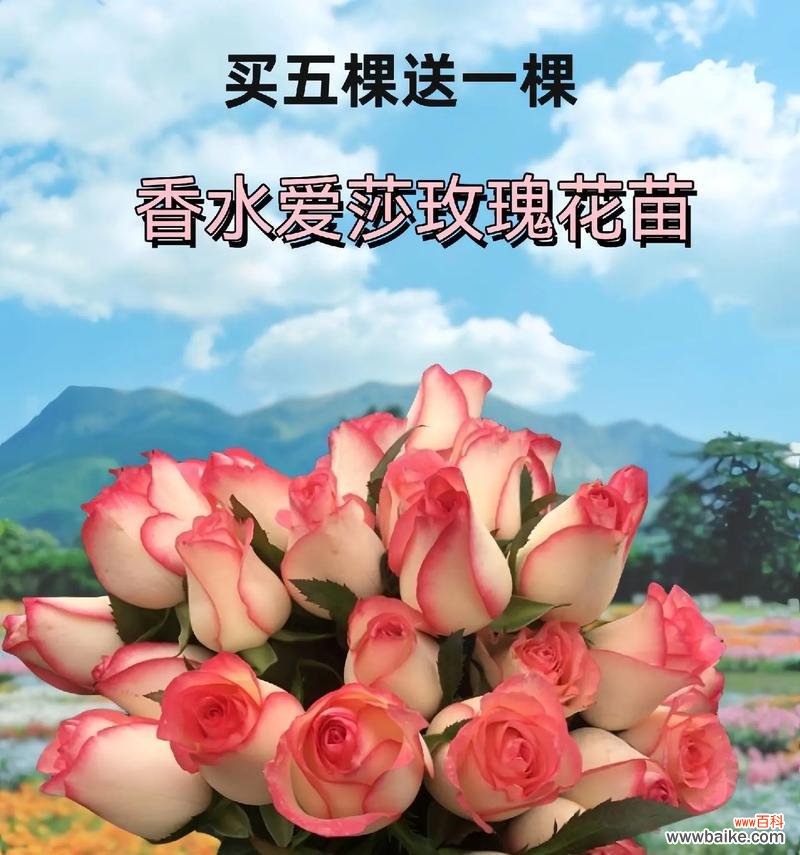 艾莎玫瑰与其他玫瑰搭配的花语是什么?如何选择搭配?