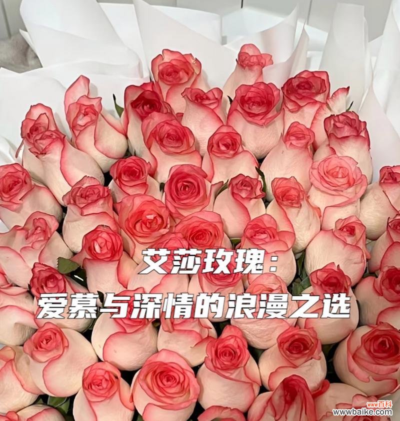 艾莎玫瑰与其他玫瑰搭配的花语是什么?如何选择搭配?