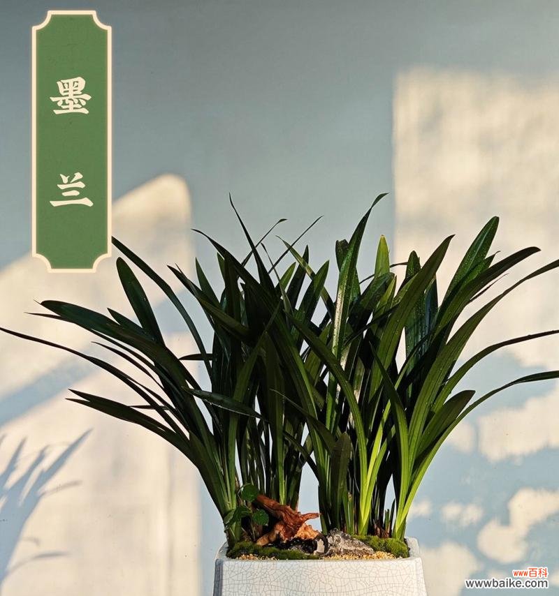 生性淡泊的花语代表什么？