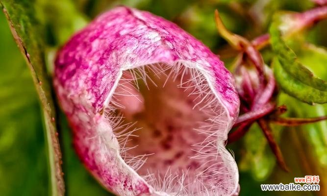 生性淡泊的花语代表什么？