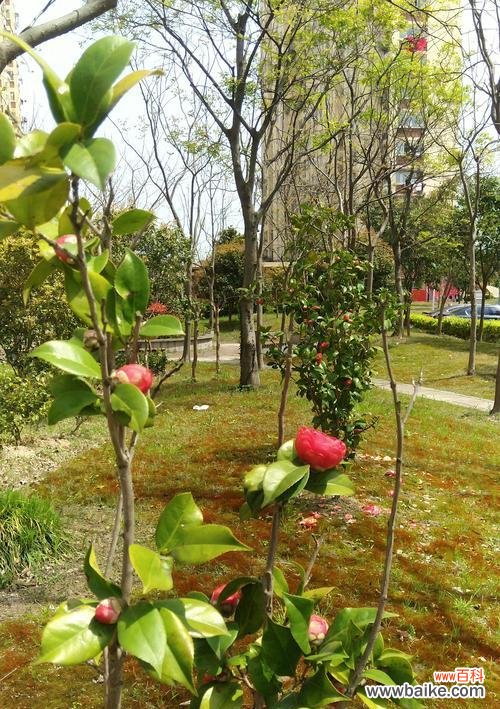 国贞花语园小区的特色和居住环境如何?