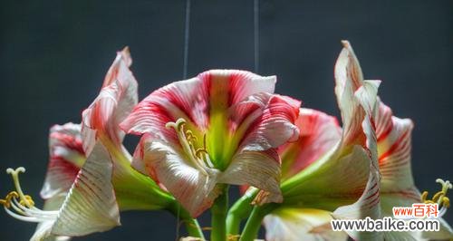 陆沉的代表性花语是什么？这种花语有何特别之处？