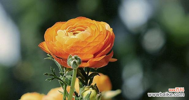 洋牡丹的花语代表什么?