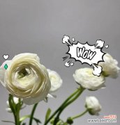 洋牡丹的花语代表什么？