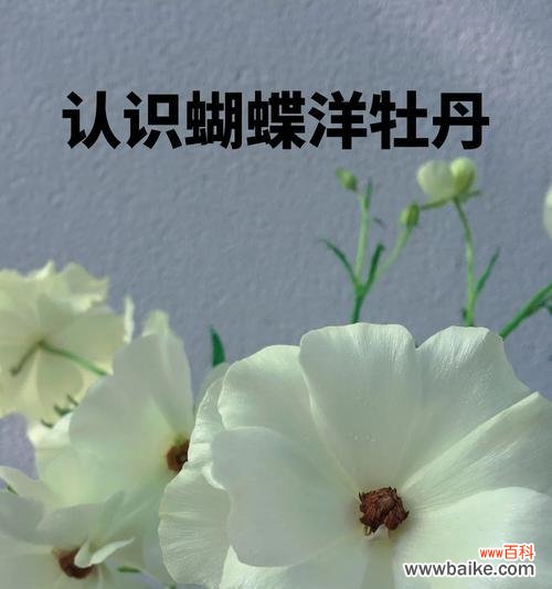 洋牡丹的花语代表什么?