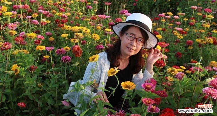 大圣先生的花语有何特殊含义？