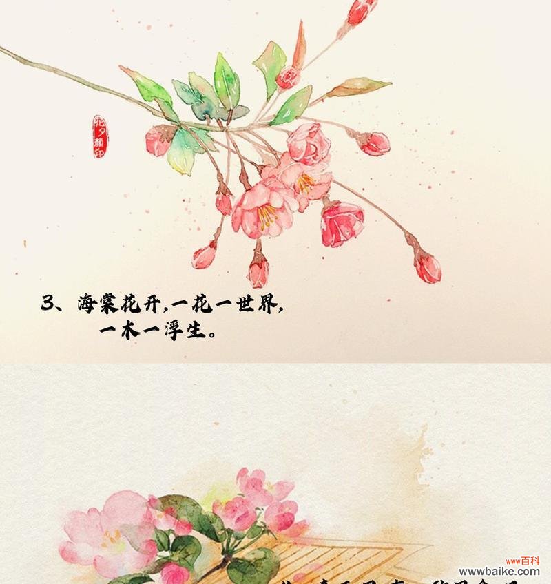 海棠花开的花语和寓意是什么？