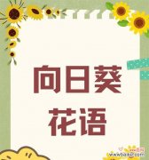 向日葵花语表达什么情感？为何人们喜欢它？