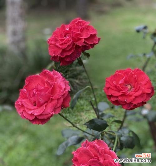 小妖精玫瑰代表什么意义?