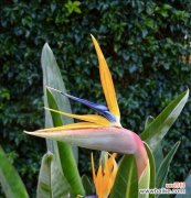 鹤望兰的象征与寓意有哪些？