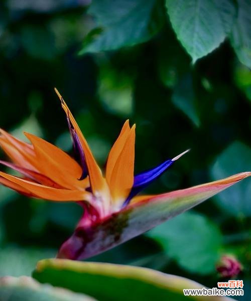 鹤望兰的象征与寓意有哪些？