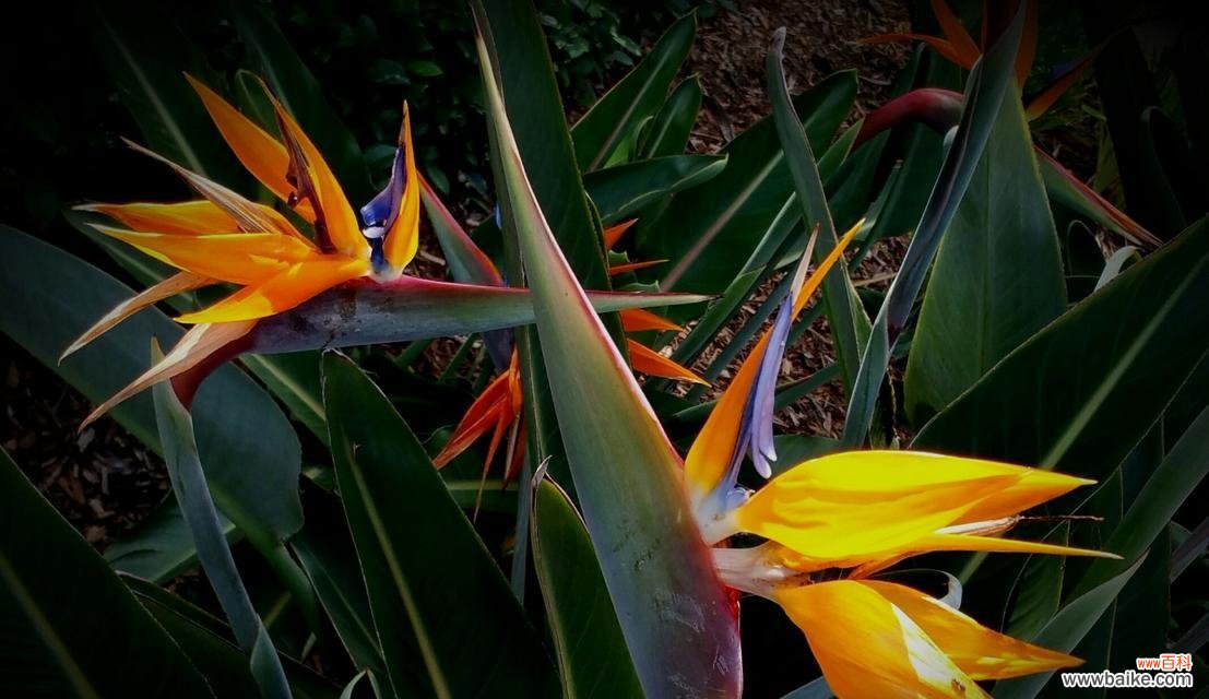 鹤望兰的象征与寓意有哪些？