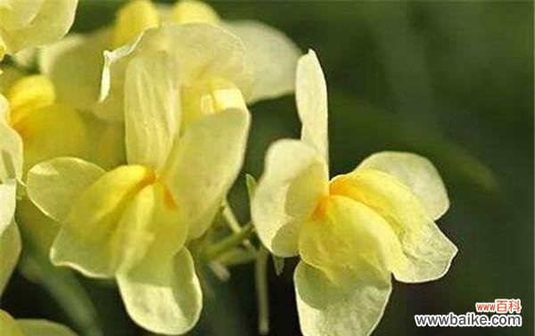 美丽绽放的永恒之爱 姬金鱼草花语之美